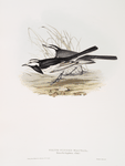 White-winged Wagtail 