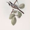 White Wagtail