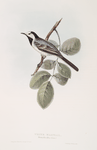 White Wagtail
