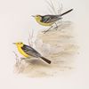 Yellow-headed Wagtail