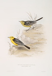 Yellow-headed Wagtail