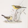 Yellow Wagtail 