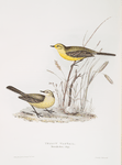 Yellow Wagtail 