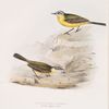 Grey-headed Wagtail 