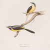 Grey Wagtail 