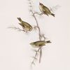 1. Fire-crested Wren; 2. Golden-crested Wren 