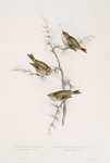 1. Fire-crested Wren; 2. Golden-crested Wren 