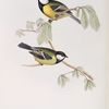 Great Tit 