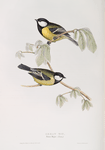 Great Tit 
