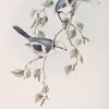 Azure Tit 
