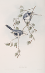 Azure Tit 