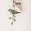 Blue Tit 