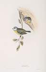 Blue Tit 
