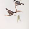 Cole Tit ; Marsh Tit 