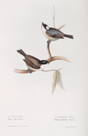 Cole Tit ; Marsh Tit 