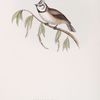 Crested Tit 