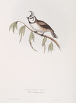 Crested Tit 