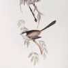 Long-tailed Tit 