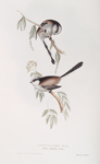 Long-tailed Tit 