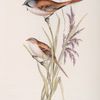 Bearded Tit 