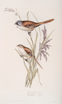 Bearded Tit 