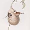 Penduline Tit 