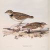 Calandra Lark 