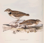 Calandra Lark 