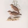 Short-toed Lark 