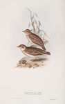 Short-toed Lark 