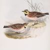 Shore Lark