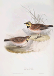 Shore Lark