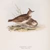 Crested Lark 