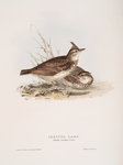 Crested Lark 