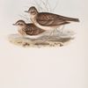 Sky Lark 