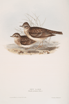 Sky Lark 