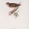 Wood Lark 