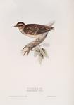 Wood Lark 