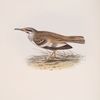 Bifasciated Lark
