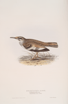 Bifasciated Lark