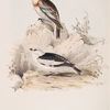 Snow Bunting 