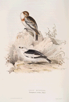 Snow Bunting 