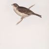 Common Bunting 