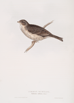 Common Bunting 