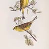 Yellow Bunting 