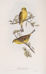 Yellow Bunting 