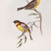 Yellow-breasted Bunting