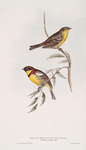 Yellow-breasted Bunting