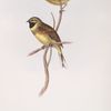 Cirl Bunting 