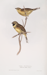 Cirl Bunting 